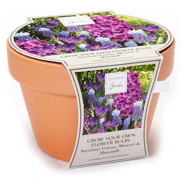 Assorted Terracotta Purple Shades Planter