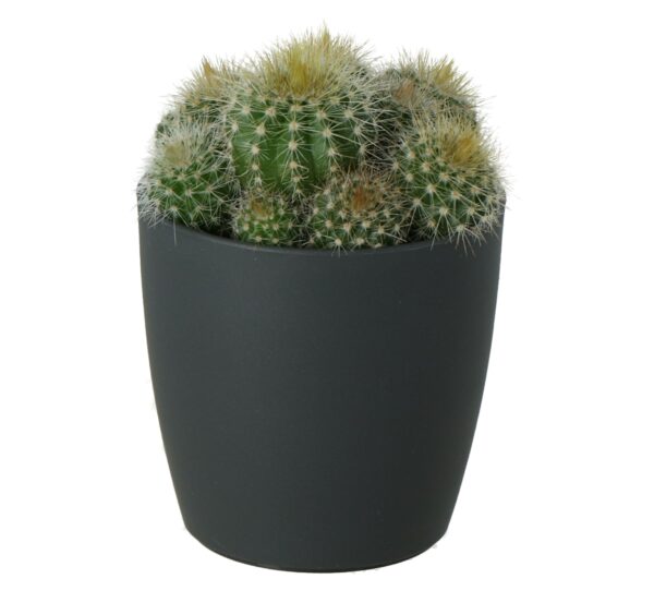 GoodHome Indoor Plants Cactus Assorted Ceramic Decorative Pot