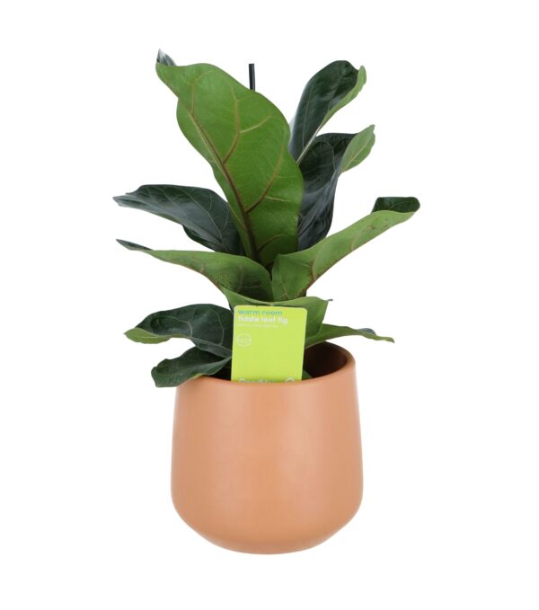 GoodHome Indoor Plants Fig Terracotta Ceramic Decorative Pot