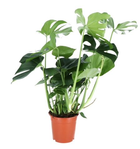 GoodHome Swiss Cheese Plant In 21Cm Terracotta Plastic Grow Pot