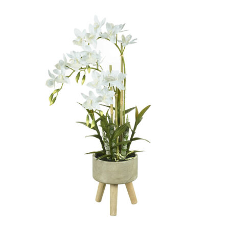 Parlane - Cycnoches Orchid in Planter - Small